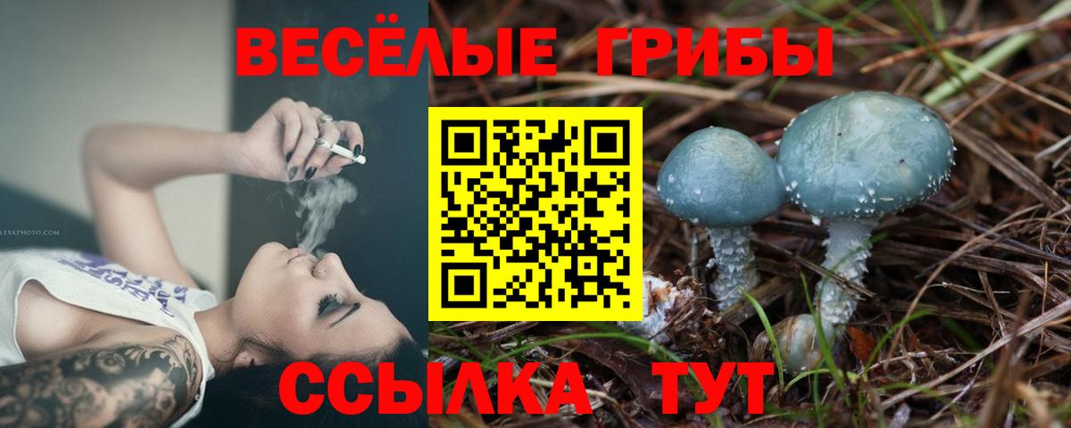 Галлюциногенные грибы Psilocybe Ишим